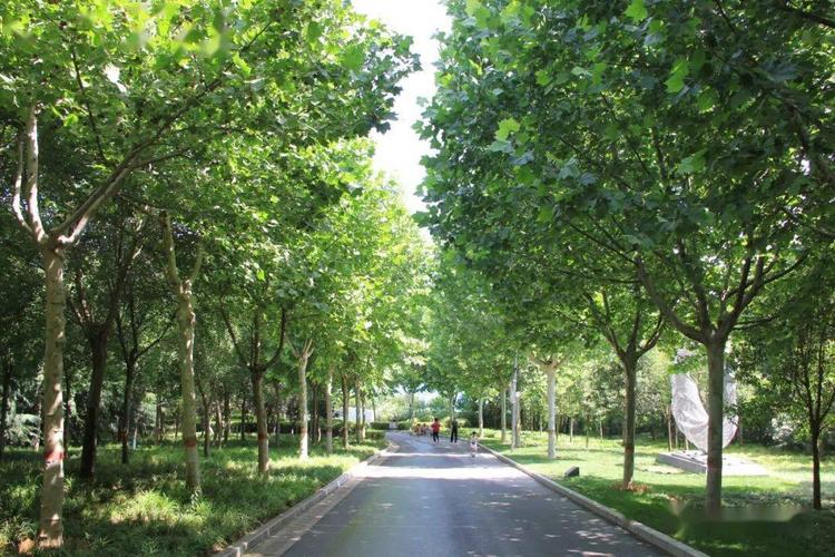 城市园林景观绿化施工中乔木栽植及养护技术研究
